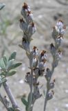 Artemisia stelleriana