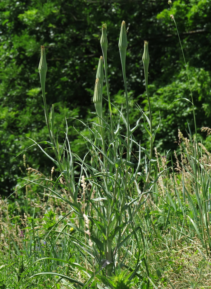 Image of Tragopogon dubius specimen.