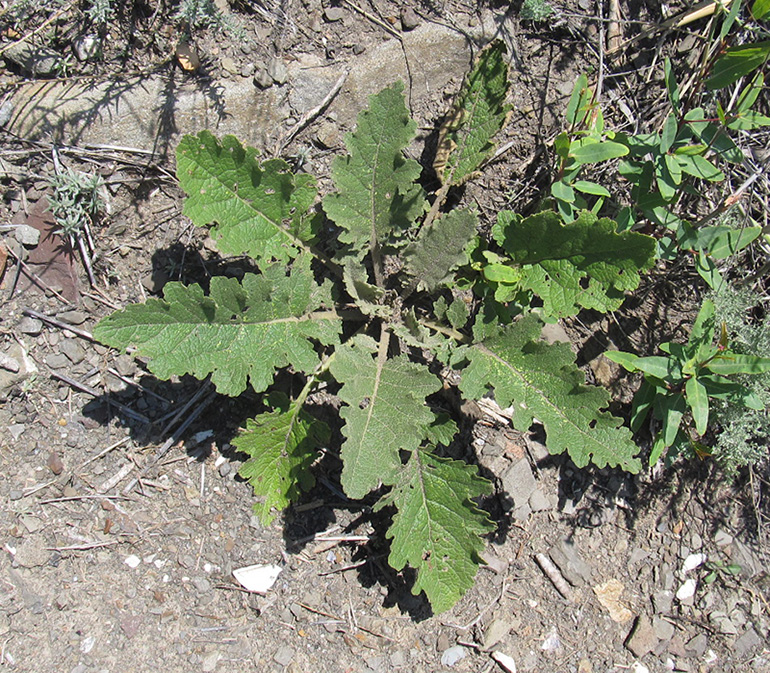 Изображение особи Verbascum banaticum.