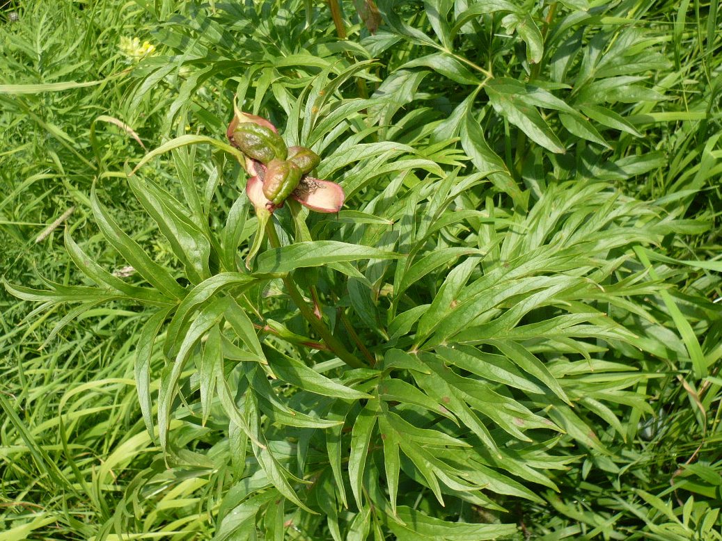 Изображение особи Paeonia anomala.