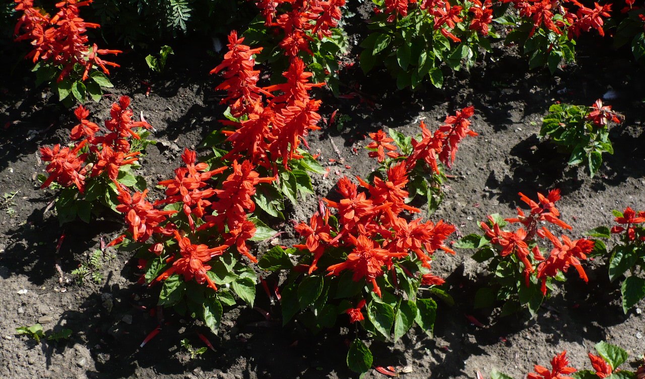 Image of Salvia splendens specimen.