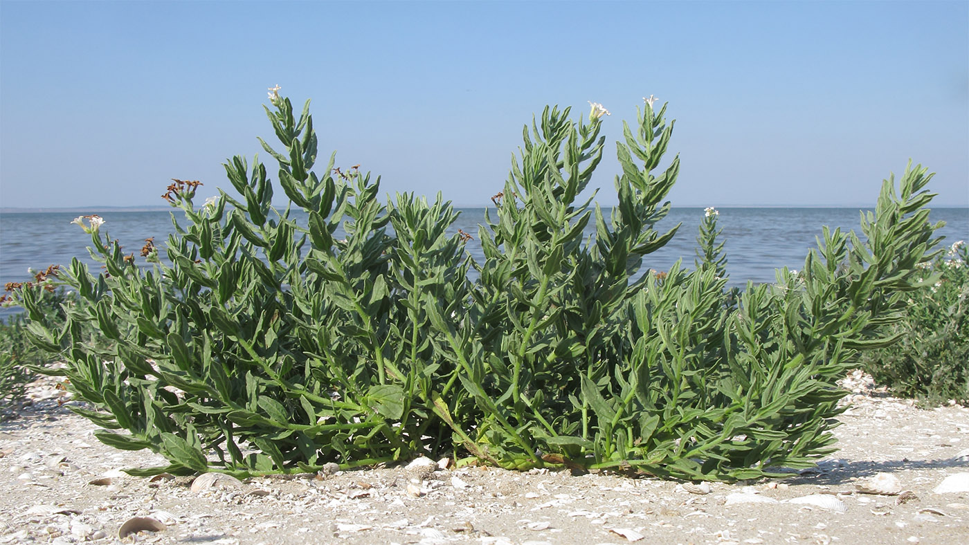 Image of Argusia sibirica specimen.