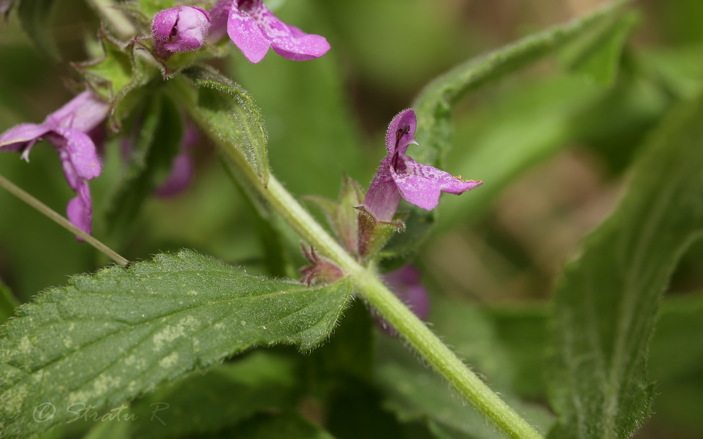 Изображение особи Stachys palustris.