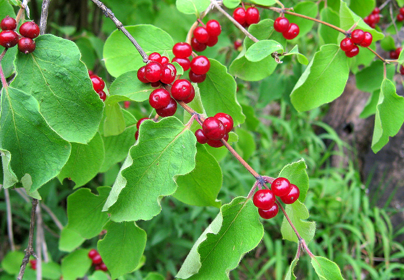 Image of Lonicera xylosteum specimen.