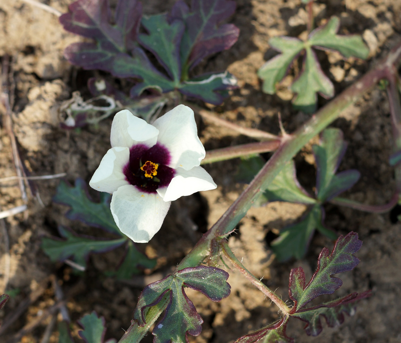 Изображение особи Hibiscus trionum.