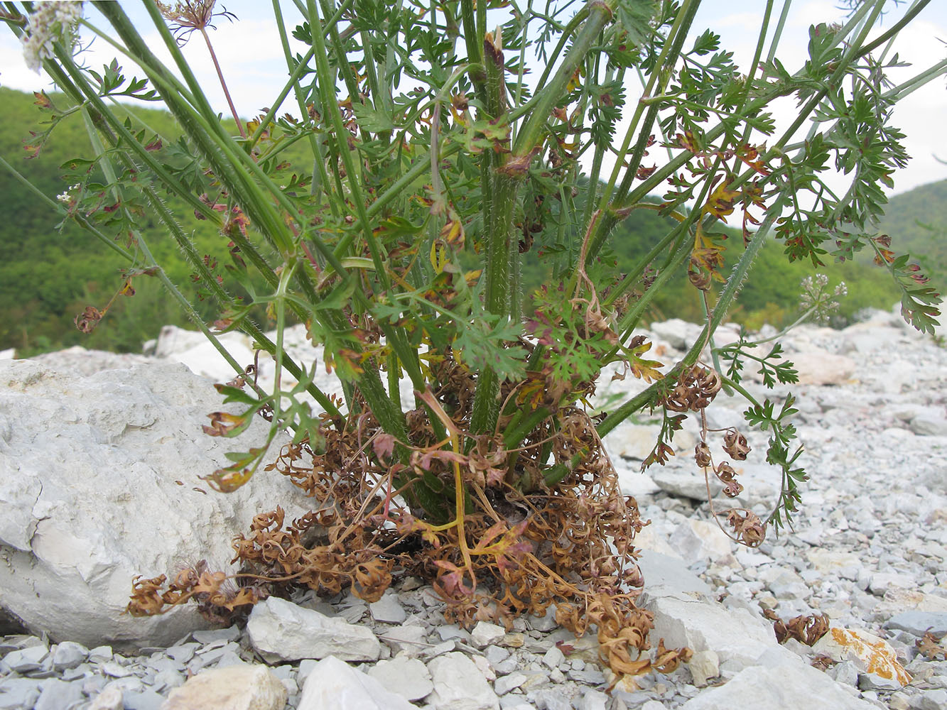 Изображение особи Daucus carota.