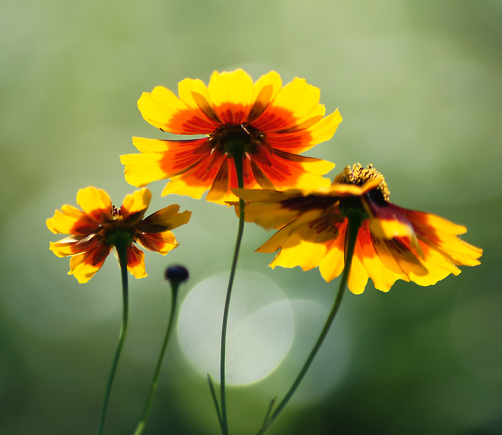 Изображение особи Coreopsis tinctoria.