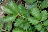 Смотреть изображение Potentilla dombeyi