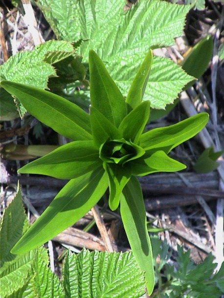 Image of Fritillaria camschatcensis specimen.