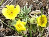 Potentilla acaulis. Цветущее растение на каменистом склоне. Республика Хакасия, Орджоникидзевский р-н, окр. с. Малый Сютик. 01.05.2008.