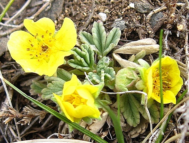 Image of Potentilla acaulis specimen.