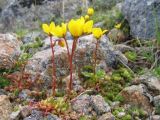 Saxifraga flagellaris. Цветущее растение; высота около 10см. Северное Приэльбрусье, высота 3200 м н.у.м., июнь 2008 г.