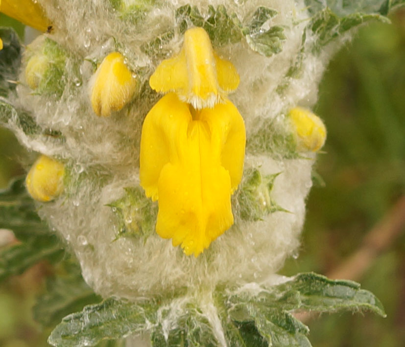 Image of Phlomoides speciosa specimen.