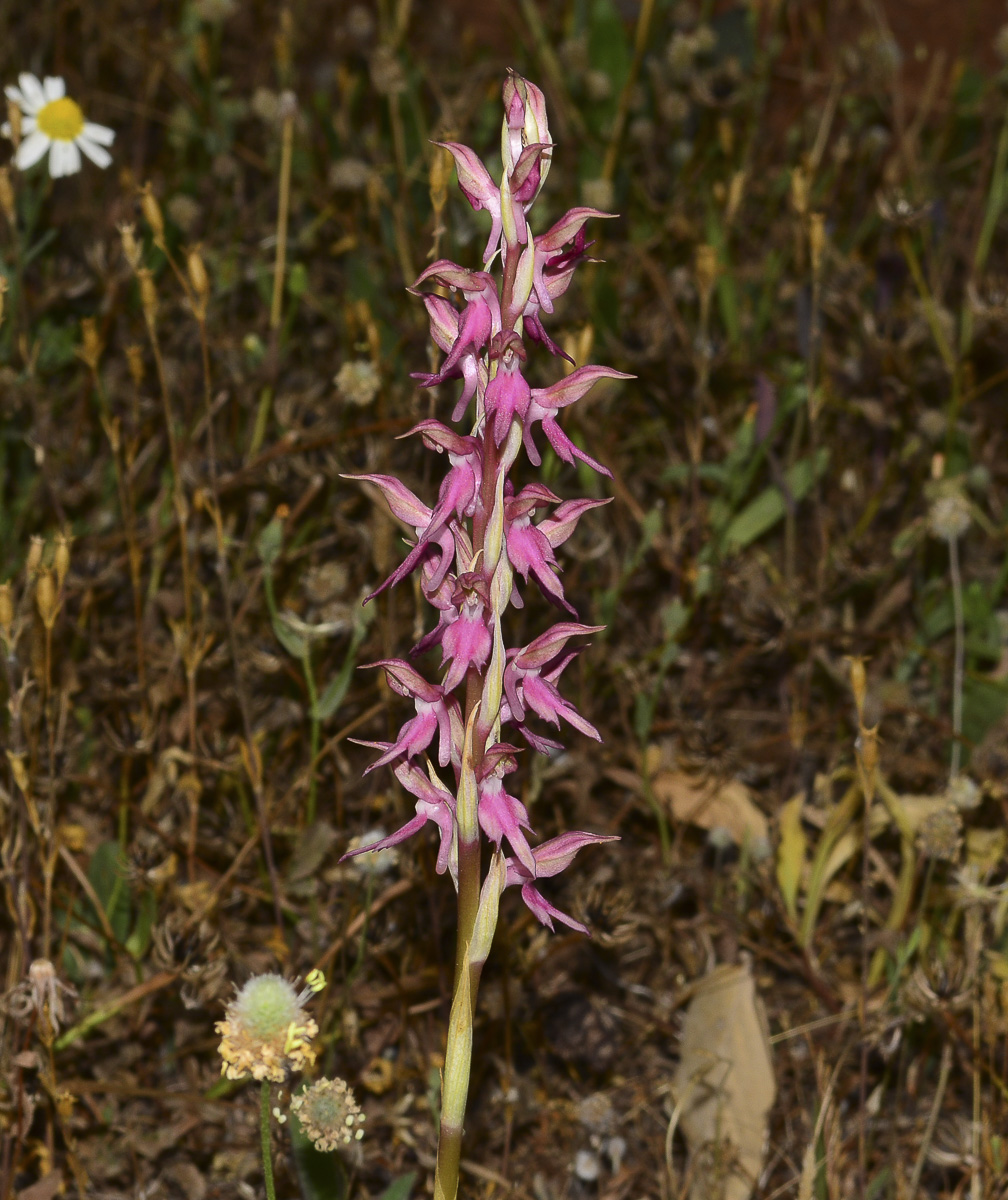 Изображение особи Anacamptis sancta.