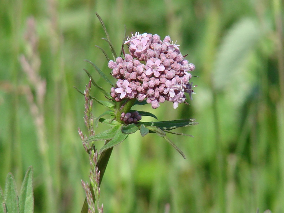 Изображение особи Valeriana alternifolia.