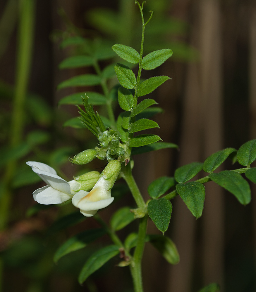 Image of Vicia sepium specimen.