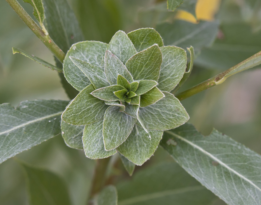 Image of Salix alba specimen.