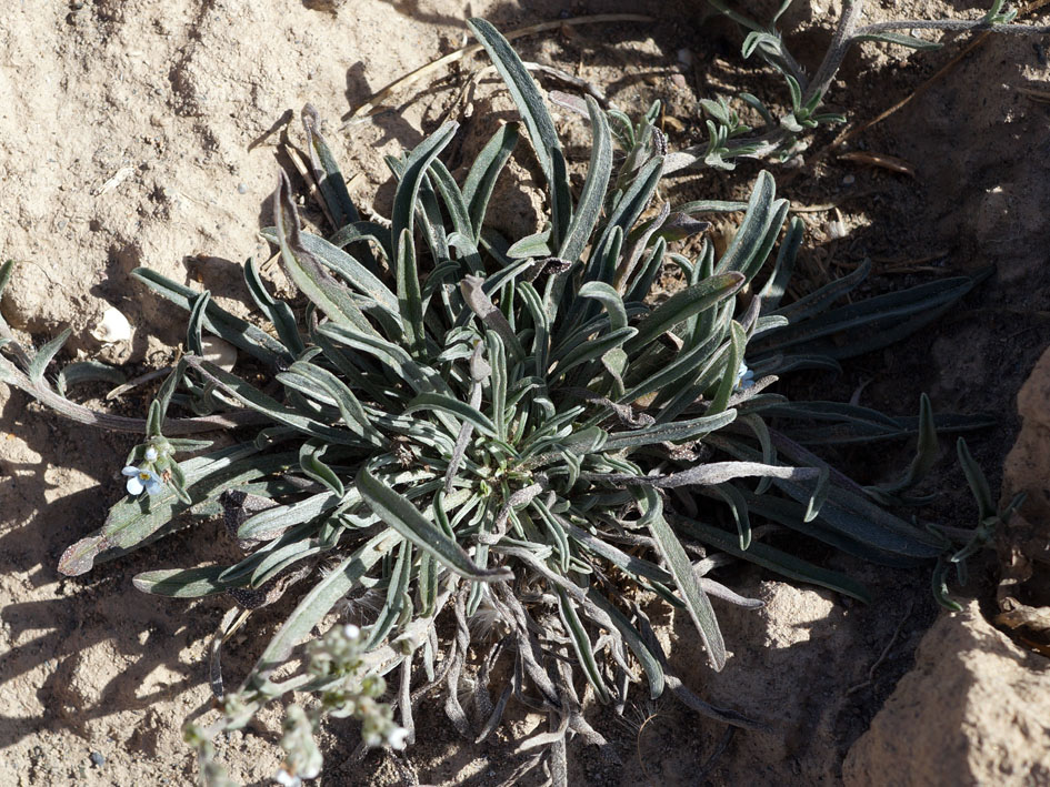 Image of genus Lappula specimen.