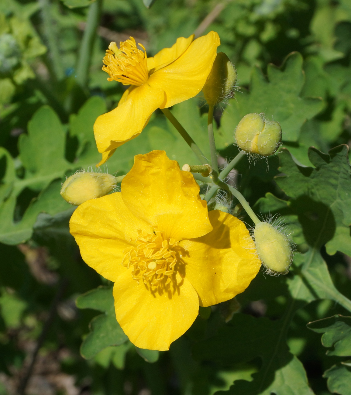 Image of Chelidonium majus specimen.