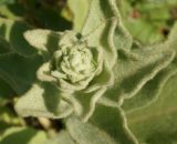 Verbascum phlomoides. Верхушка растения с формирующимся соцветием (вид сверху). Восточный Казахстан, г. Усть-Каменогорск, восточные окр., Лесхоз, сопка. 22.06.2015.