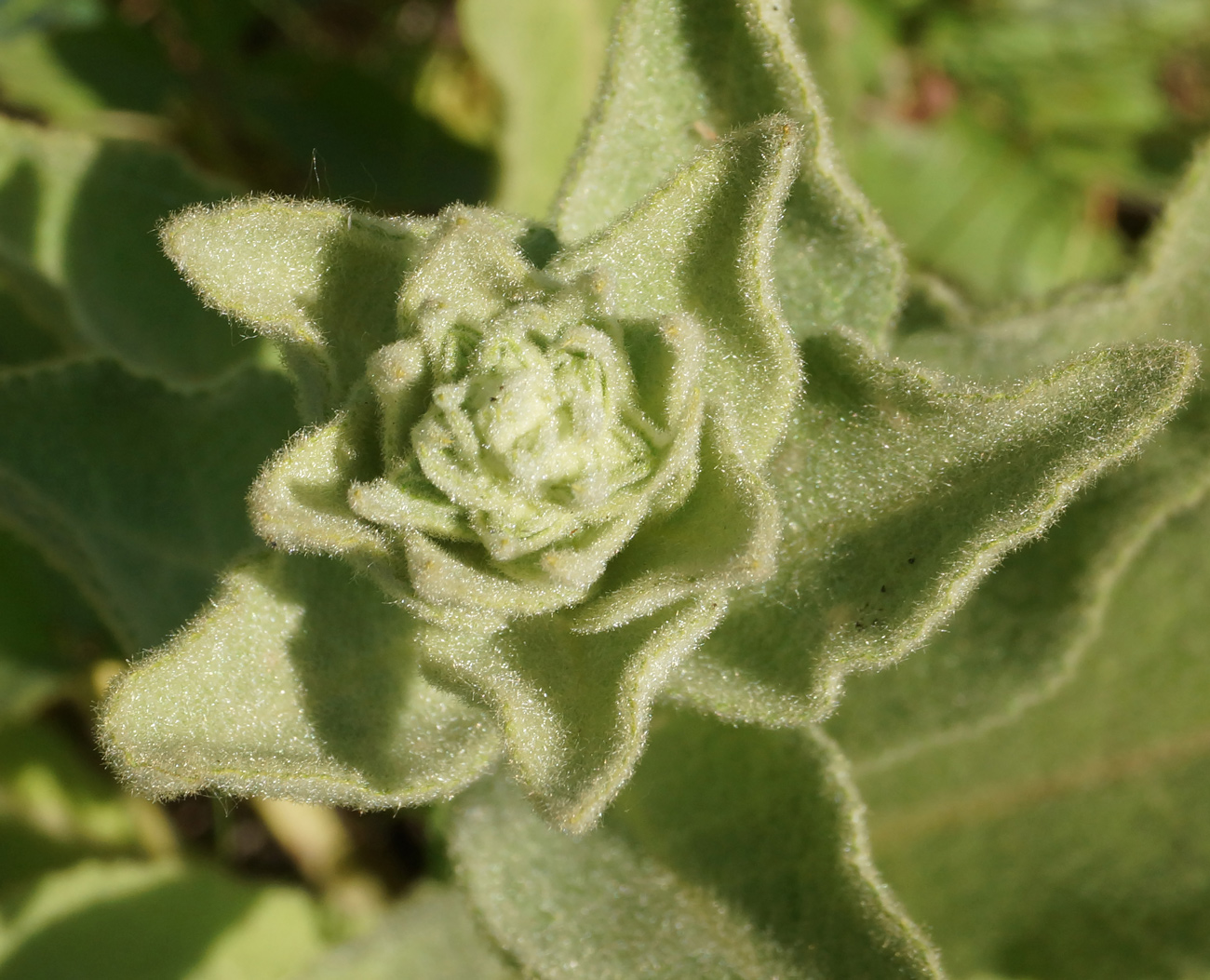 Image of Verbascum phlomoides specimen.