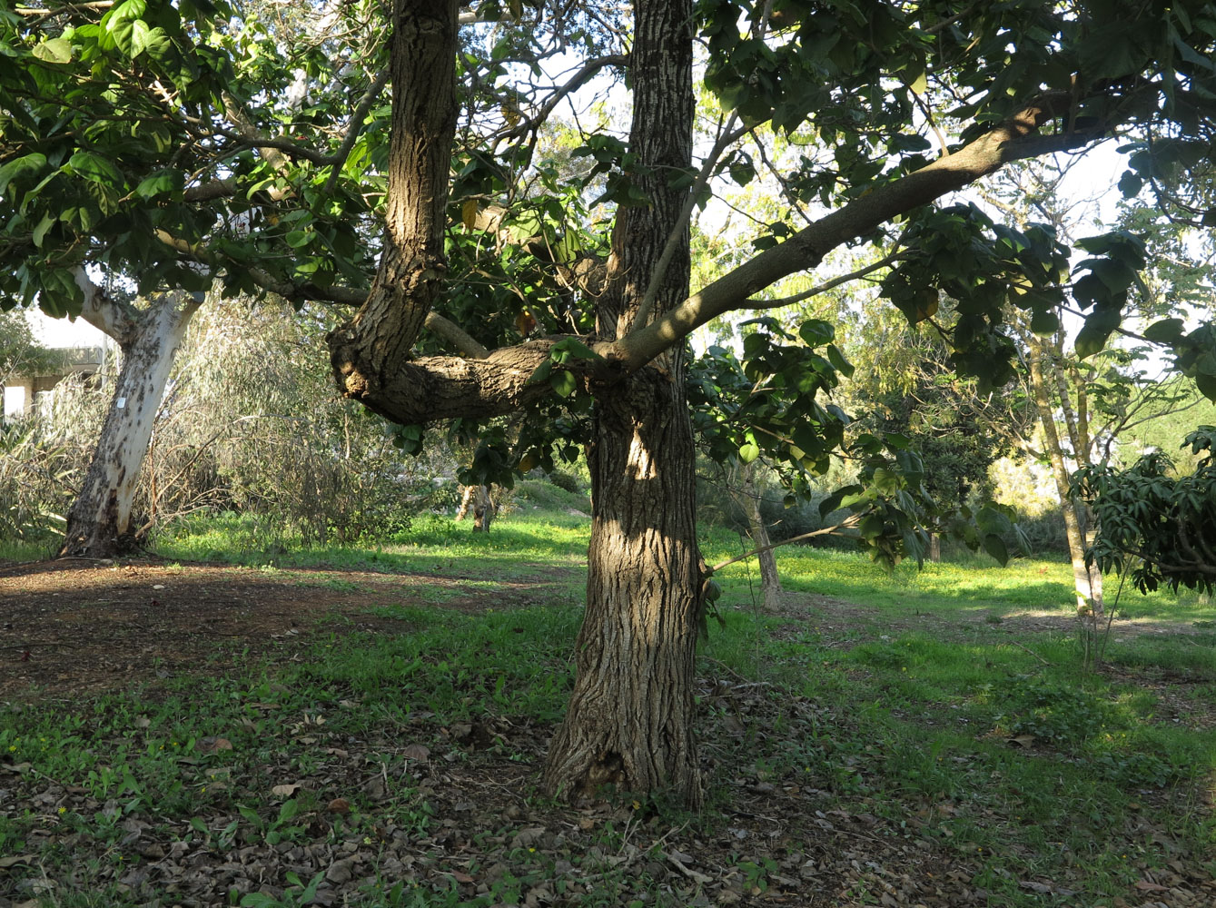 Image of Hibiscus elatus specimen.