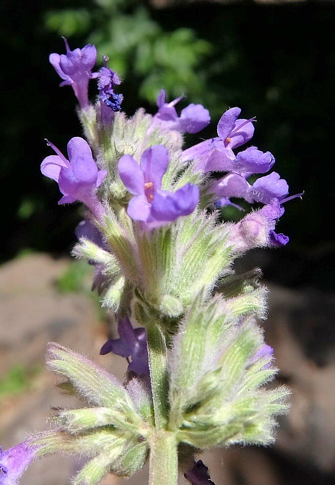 Image of Nepeta mussinii specimen.