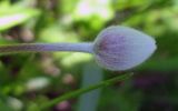 Anemone sylvestris