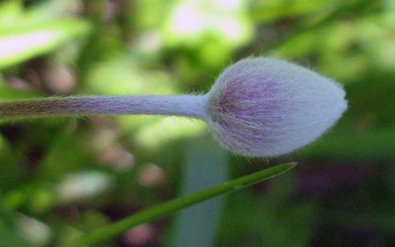 Image of Anemone sylvestris specimen.