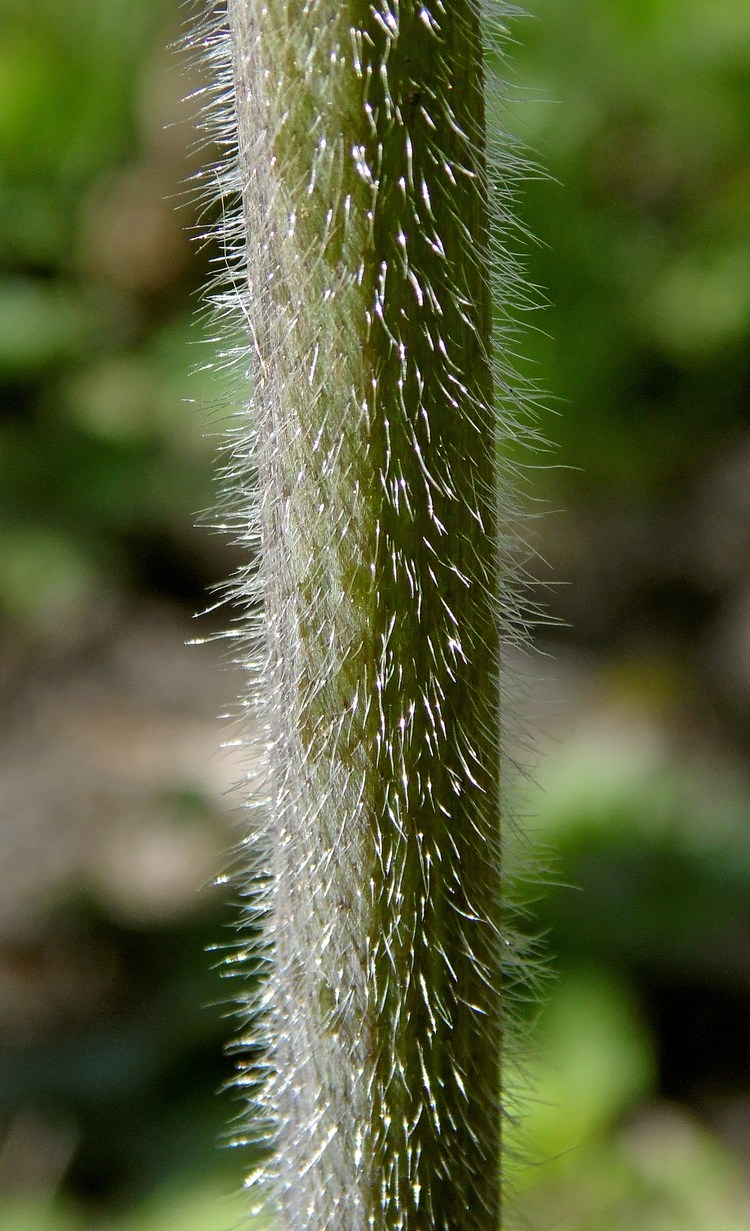 Image of Ranunculus constantinopolitanus specimen.