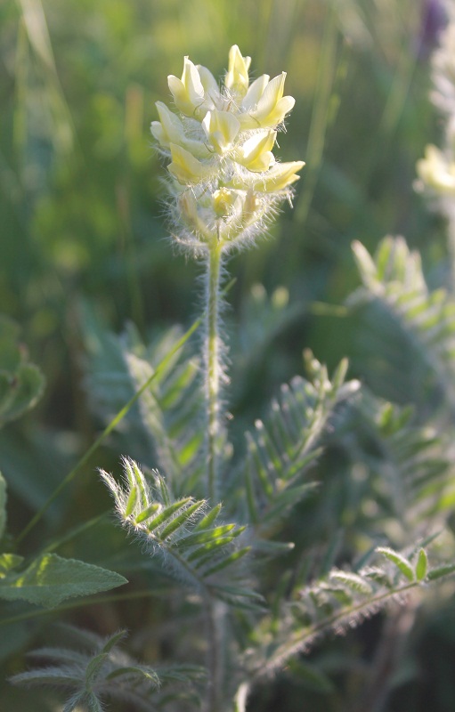 Image of Oxytropis pilosa specimen.