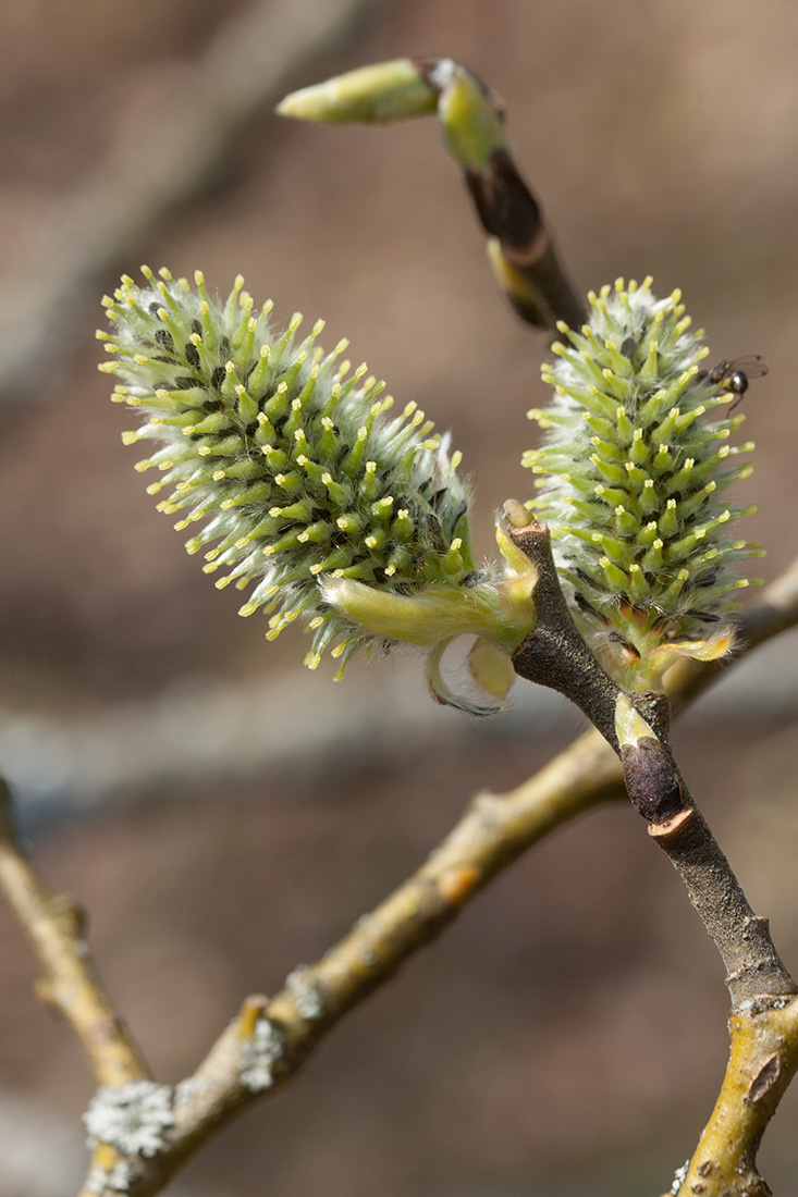 Image of Salix caprea specimen.