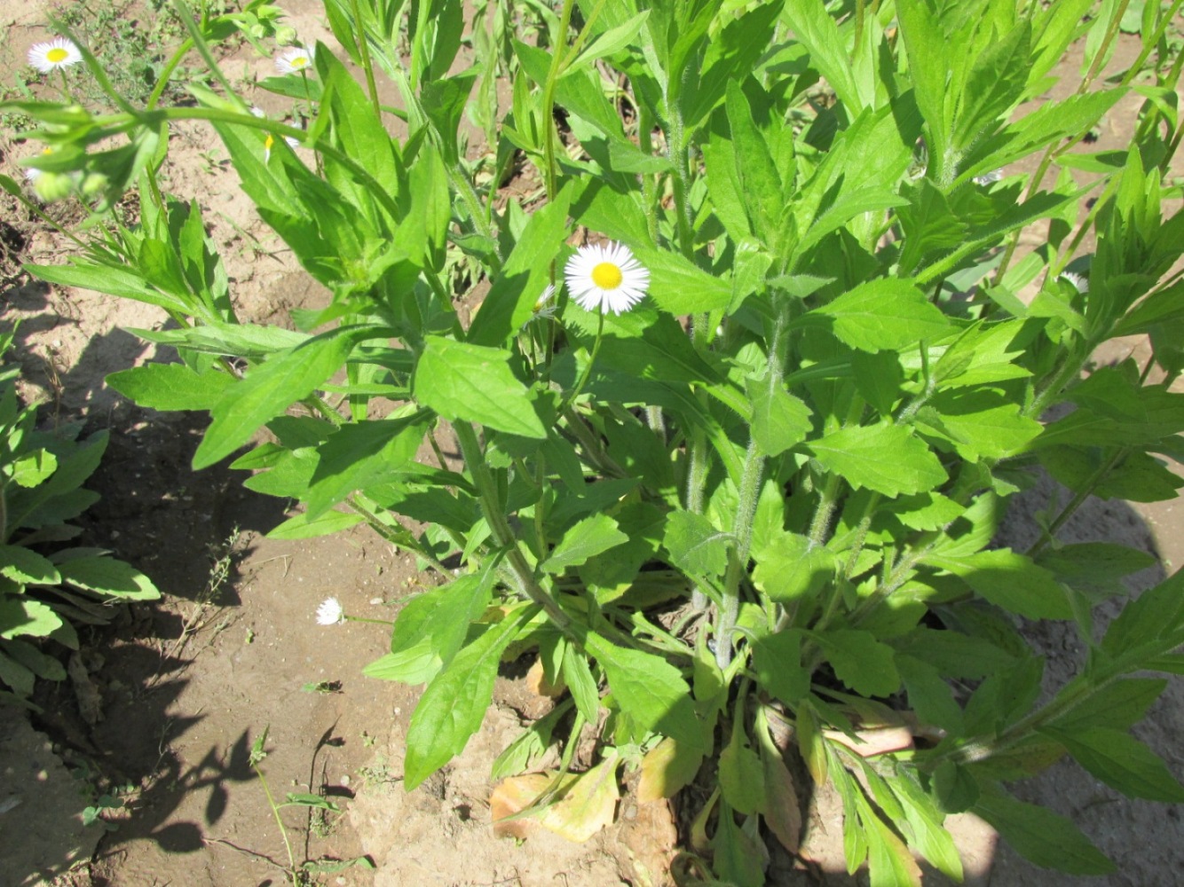 Изображение особи Erigeron annuus.