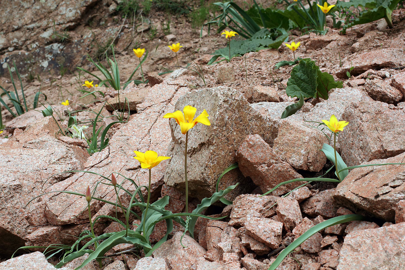 Изображение особи Tulipa dubia.