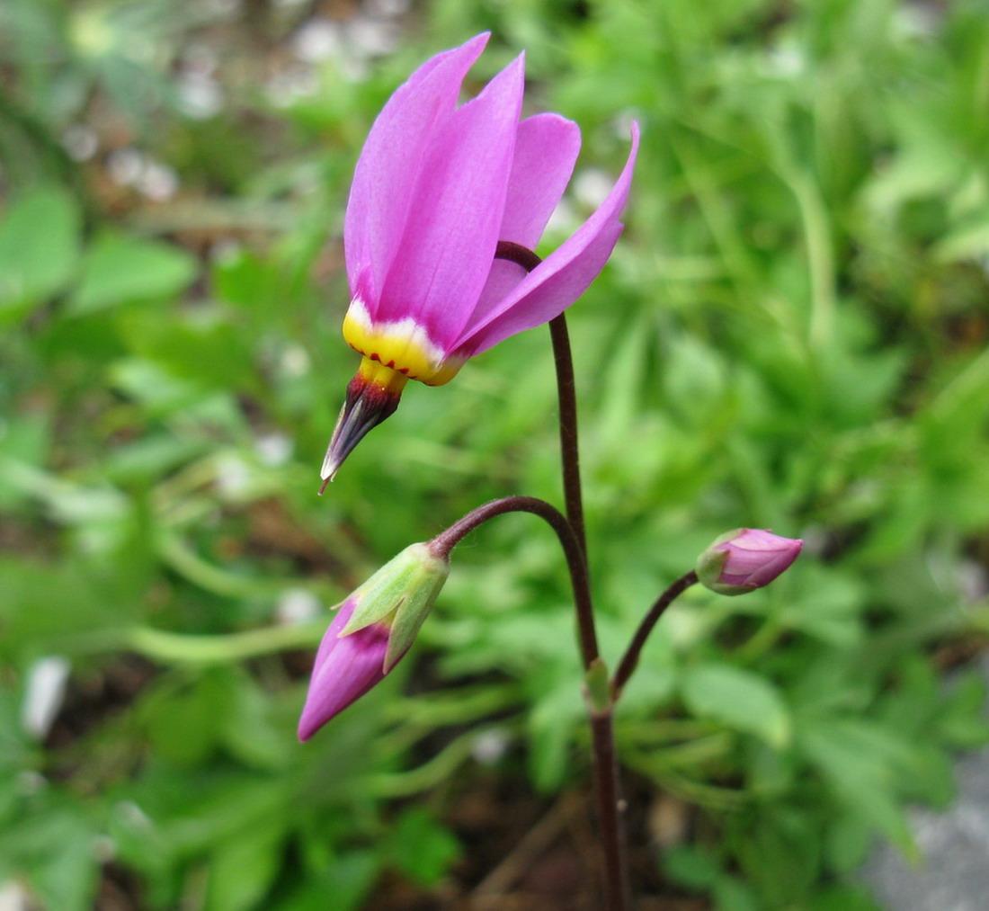 Изображение особи Dodecatheon meadia.