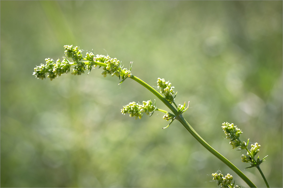 Изображение особи Galium album.