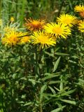 Inula salicina. Верхушки цветущих растений. Приморье, окр. г. Находка, разнотравный луг. 04.08.2016.