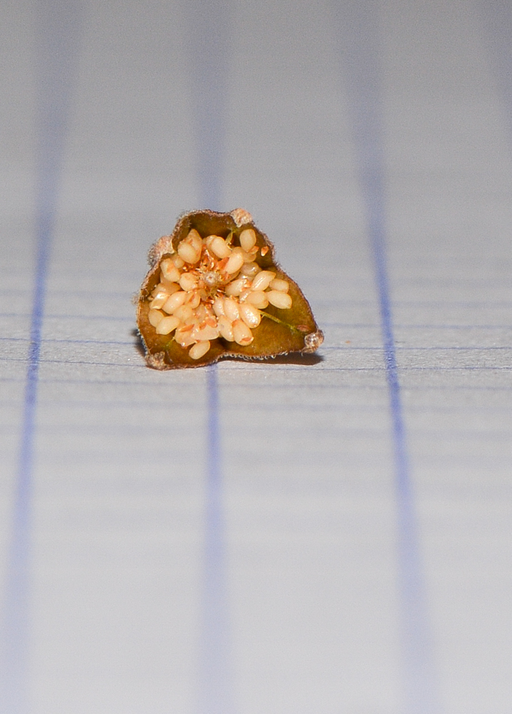 Image of Oenothera rosea specimen.