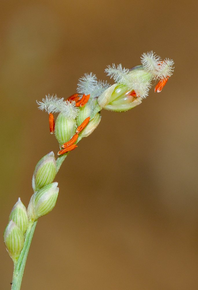 Image of Panicum turgidum specimen.