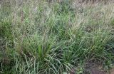 Festuca arundinacea