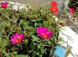 Portulaca grandiflora. Цветущие растения и фуражирующая пчела. Краснодарский край, г. Краснодар, в озеленении. 13.09.2016.