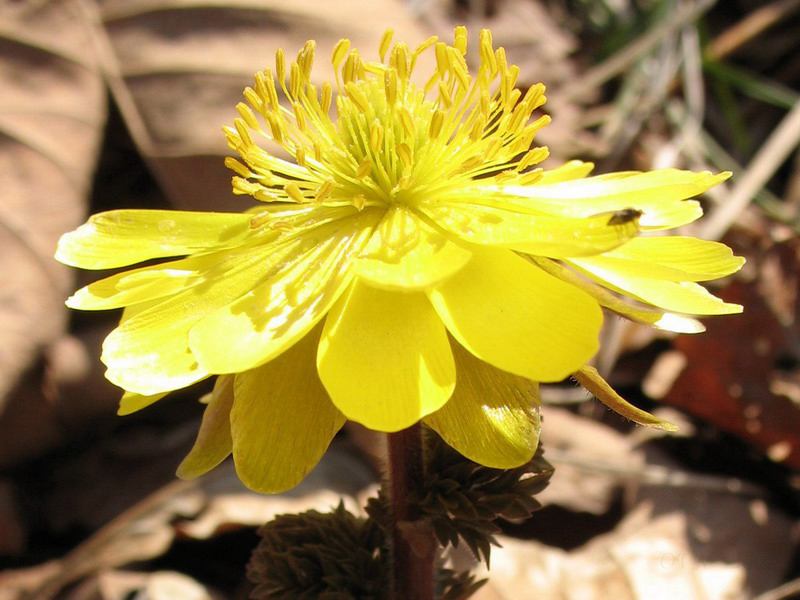 Изображение особи Adonis amurensis.