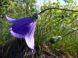 Platycodon grandiflorus