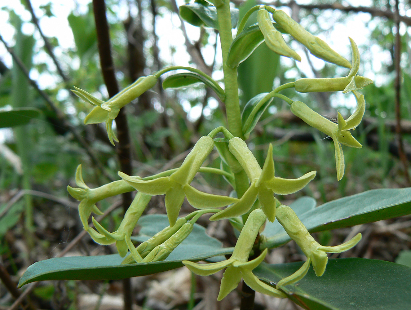 Image of Daphne pontica specimen.