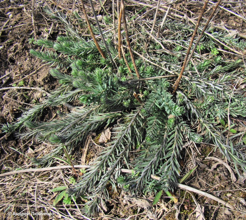 Изображение особи Linum austriacum.