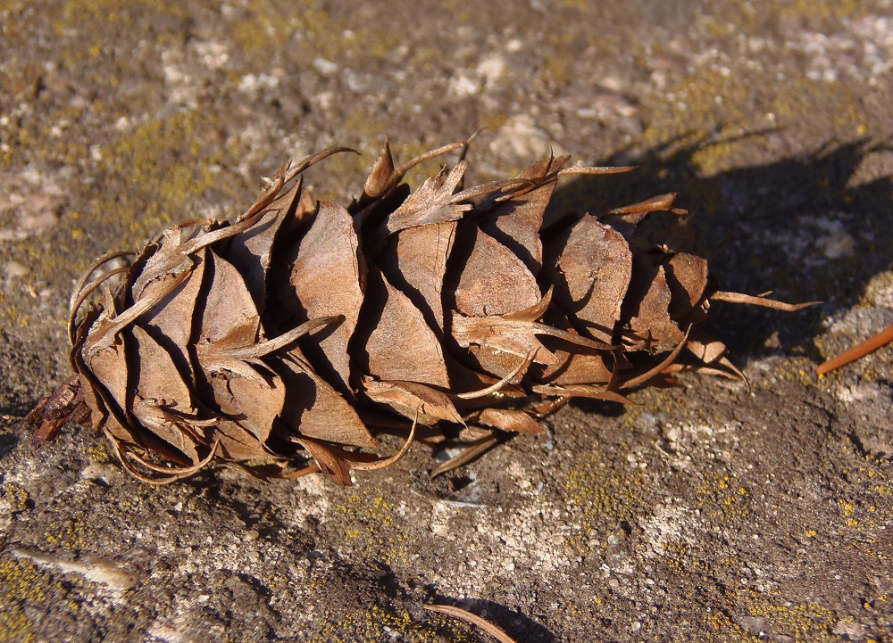 Изображение особи Pseudotsuga menziesii.