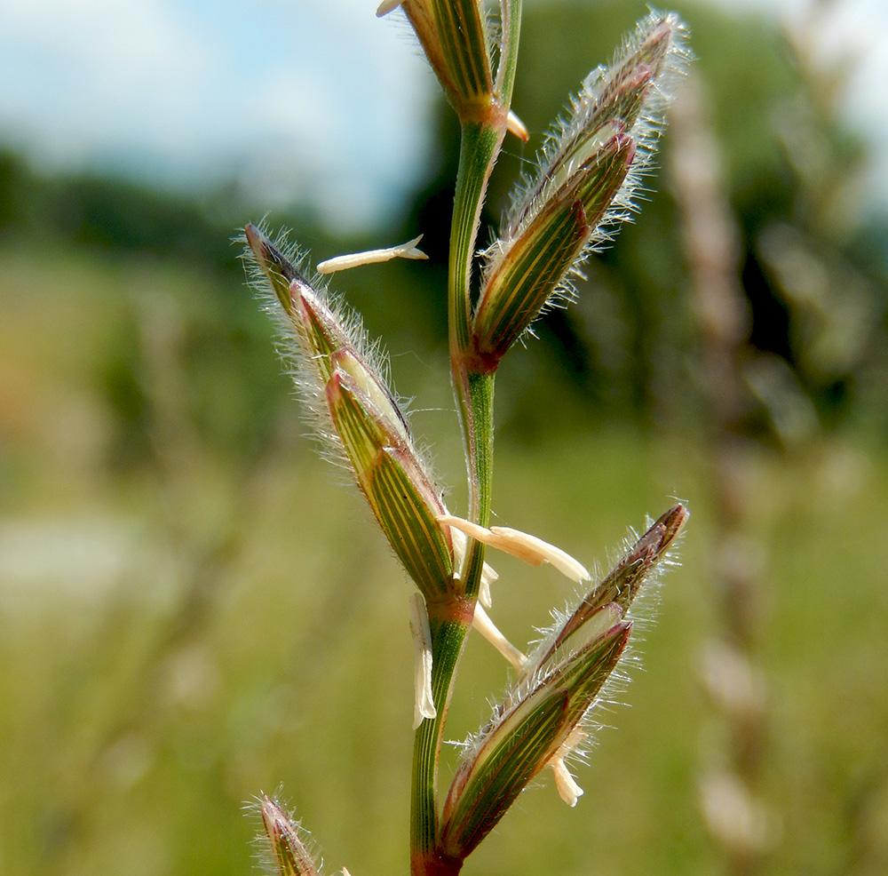 Image of Elytrigia trichophora specimen.