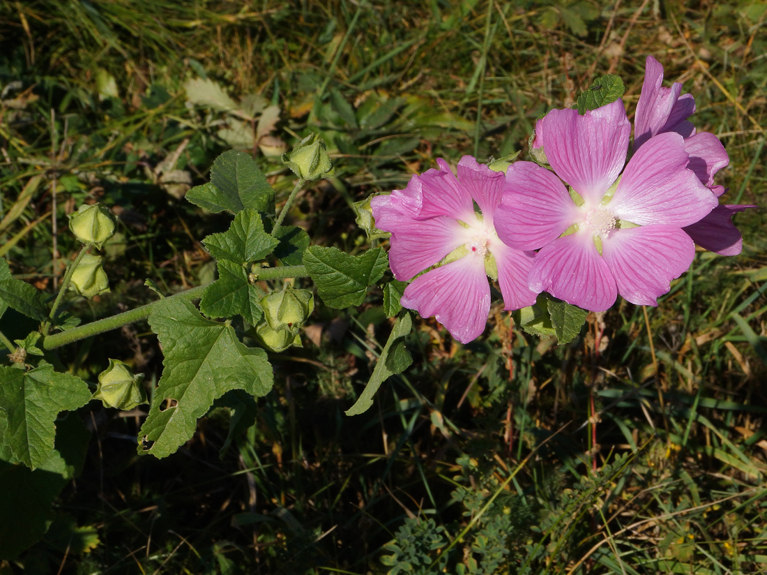 Image of Malva thuringiaca specimen.