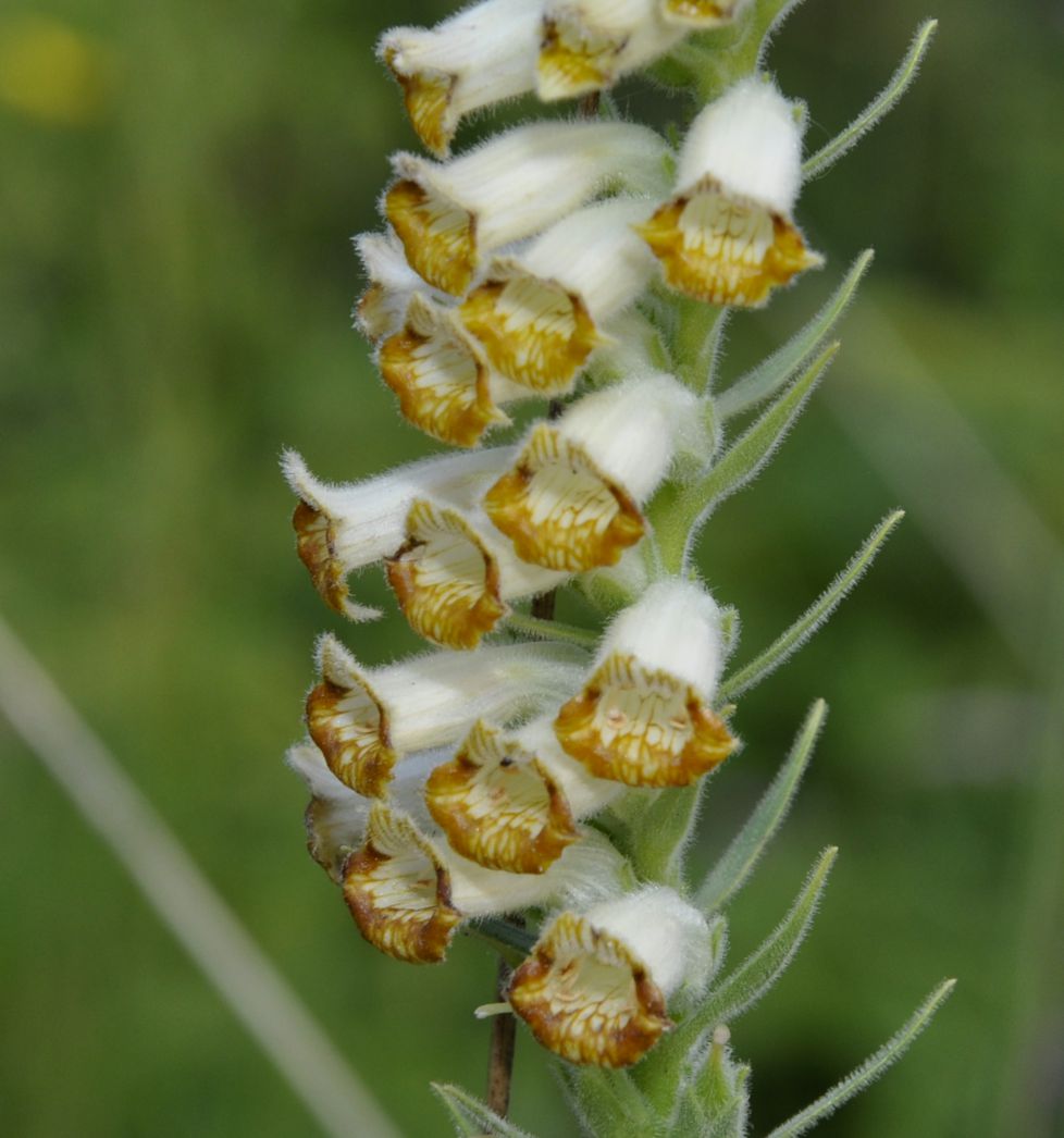 Image of Digitalis viridiflora specimen.