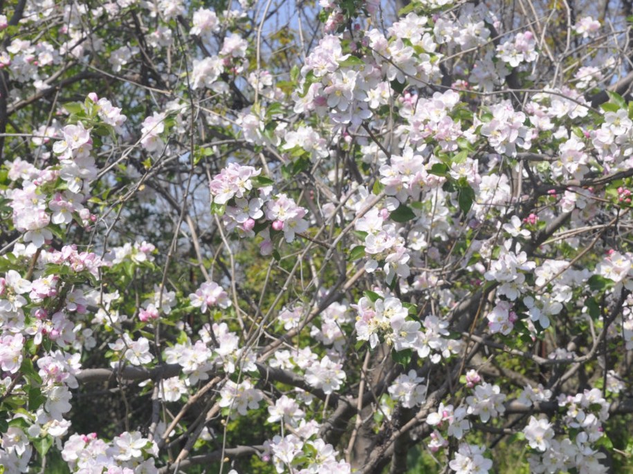 Изображение особи Malus domestica.